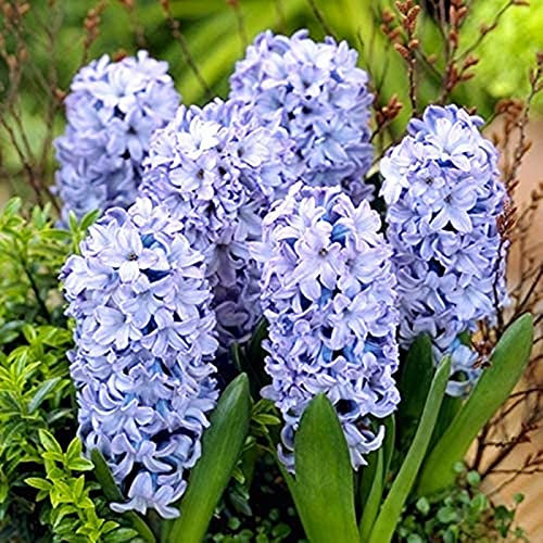 Hyazinthenzwiebeln. Hyazinthenpflanzen.Starke Zwiebeln.Starke Vitalität. Kältebeständige Stauden. Leicht zu kultivieren.-2 Zwiebeln-C