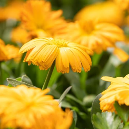 semi di calendula biologici - calendula - tappezzante perenne resistente di calendula decorativi resistenti balcone to perenni da giardino, 400pcs
