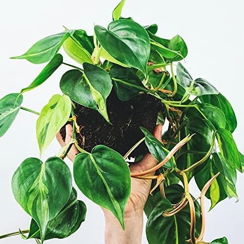 Philodendron Scandens - Philodendron Grimpant | Pot Suspendu de 15 cm | Plante d'intérieur