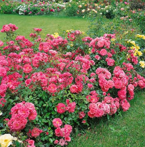 Rosa 'Bad Birnbach' 5-7,5 Liter Container - Beetrose, rosa Blüten, Blütezeit Juni-Oktober, ideal für Beete, duftend, pflegeleicht und winterhart