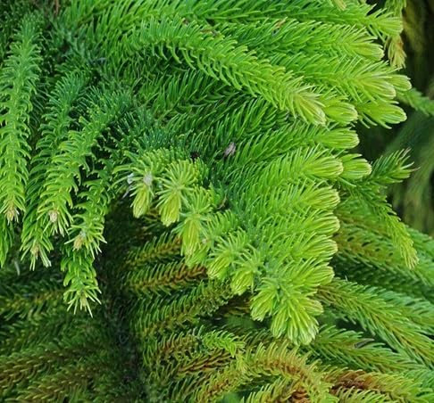 40 graines de plantes d'Araucaria