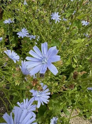 Cichorium intybus | Chicory |6 Plug Plants | Wildflower