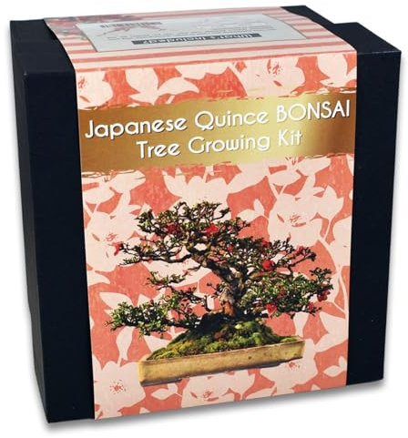 Japanese Quince Bonsai Tree Growing Kit