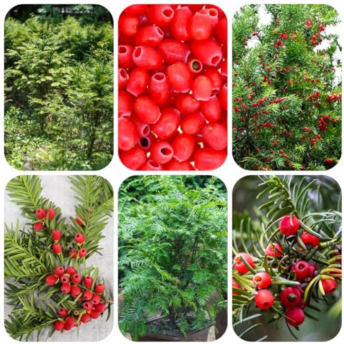 semi di tasso Taxus baccata, semi veri di piante da appartamento piante sempreverdi resistenti piante resistenti per il giardino piante resistenti in vaso piante da balcone, bonsai 130pcs