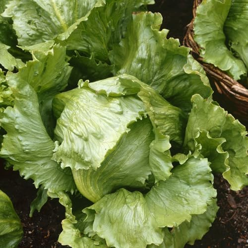 semillas de lechuga iceberg de jardín perennes resistentes de lechuga iceberg exóticas resistentes, decoración de jardín exterior 500pcs
