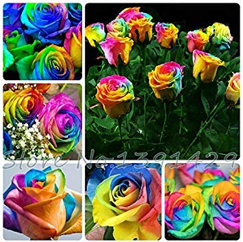 100 Samen Seltene Holland Regenbogen-Rosen-Blumen-Liebhaber-Multi-Color-Pflanzen Home Garten seltene Regenbogen Blumensamen Rose