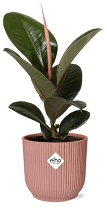 Ficus Elastica 'Robusta' in ELHO Vibes Fold 14 cm rosa