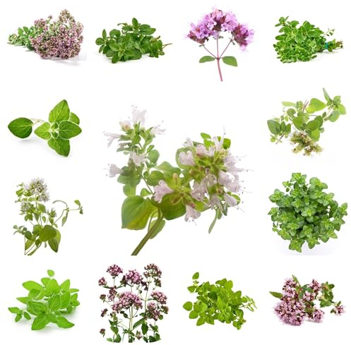 semillas de orégano orgánico, interior en resistentes de invierno, aromáticas Cocina 200pcs
