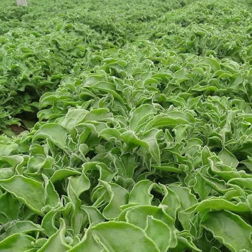 100 pcs eiskraut samen, gemüsesamen bio, balkon beet (Mesembryanthemum crystallinum) kräuterbeet für die küche, pflanzensamen alte gemüsesorten samen, kräutergarten kräuterpflanzen,