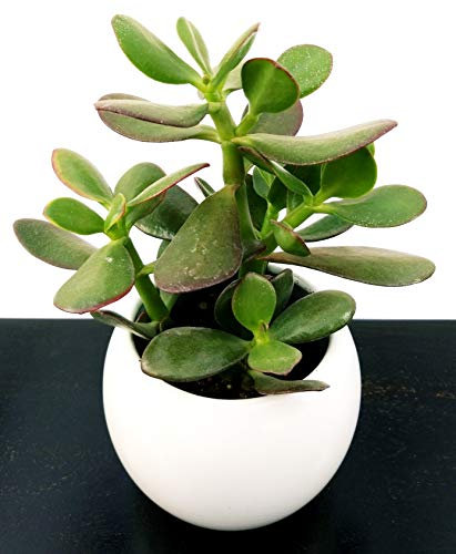 POWERS TO FLOWERS - CRASSULA OVATA, ALBERO DI GIADA, IN VASO CERAMICA BIANCO STONDATO, pianta vera