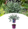 NatureNest, Winterharter Eukalyptus am Stamm, Gunnii Azura, 50 cm, Pflanze, Garten