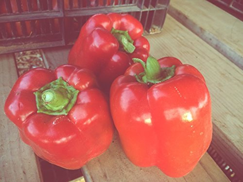 Géant chinois Biologique certifié Poivron rouge Graines (~ 35): non-OGM Heirloom