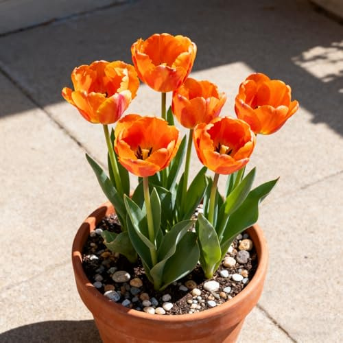 Tulipanes Bulbos/Tulipán/Tulipán perenne-Que crece exuberantemente en el jardín/Decoración de Jardín Elegante y Tranquila-15 Rhizomes-H