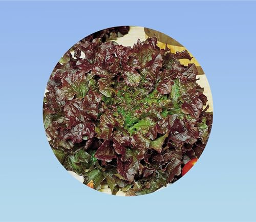 150 Graines de Laitue à Couper 'Red Bowl' - Lames Rouges Dentelées et Croquantes - Variété Décorative et Productive pour Récoltes Multiples au Potager et Balcon