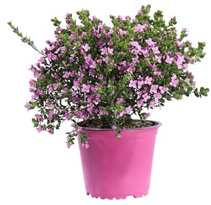 eGarden.store - Pianta vera di Boronia Crenulata | Altezza: 15 cm - Diametro vaso: 14 cm - cespuglio fioritura rosa ornamentale da esterno ideale per giardino, terrazzo e balcone