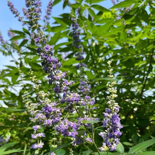 semi di lavanda resistenti, lavanda per il giardino roccioso medicinali 250pcs