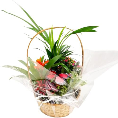 Cesta de 6 Plantas Naturales de Interior Kalanchoe + Areca + Fitonia + Ficus Sunny + Guzmania Tempo + Peperomia para decorar tu Hogar y la Oficina- San Valentín - Mujer Regalo día De la Madre