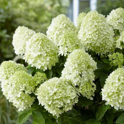 Plant Theory Little Spooky Hydrangea Paniculata Shrub Plant 2L Pot