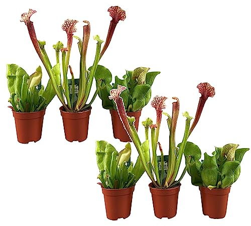 Plant in a Box - Sarracenia purpurea - 6er Set - Lila-Grün - Purpurroter Schlauchpflanze - Fleischfressende Pflanze - Topf 5,5cm - Höhe 10cm