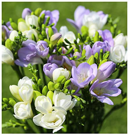 20x Freesia Blue & White Mix Summer Flowering Bulbs Colourful Garden Plant Corms Wedding Fragrant Cut Flowers Size 5/6