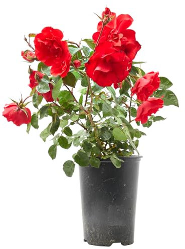 Verdecora Rosal Sevillana en maceta de 3L | Rosa Sevillana | Arbusto de Exterior con Flores Rojas Intensas y Prolongada Floración | Ideal para Jardines, Bordes y Macizos Florales