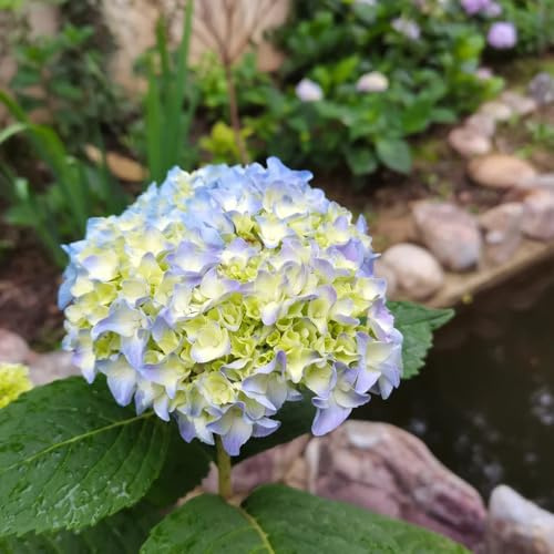 semillas de hortensia resistentes, exterior perennes, trepadoras 180pcs
