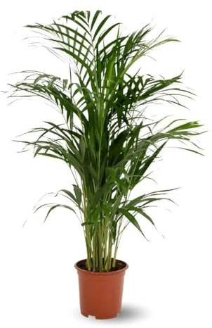 Attitude Jardin - Areca - dypsis lutescens - palmier d'intérieur - 70-80 cm - ⌀ 17 cm - purificateur d'air
