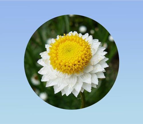 graines immortelle ailée 0,5 grammes soit environ 175 graines - ammobium alatum grandiflorum -