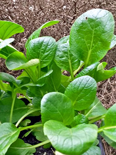 Komatsuna (Brassica rapa var. perviridis) - circa 300 semi