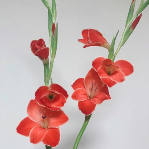 12 piezas bulbos de gladiolo resistentes, tubérculos de gladiolo, bulbos de floración temprana, flores de primavera bulbos de gladiolo (Gladiolus gandavensis) flores para balcon, plantas