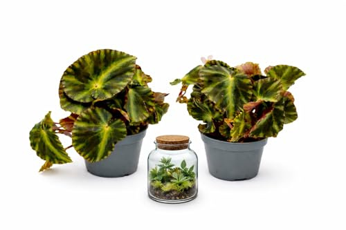 POWERS TO FLOWERS - BEGONIA REX CLEOPATRA, VASO 5,5CM DIAMETRO, pianta vera