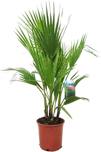 DECOALIVE Palmera Washingtonia Robusta Planta Natural Buen Tamaño