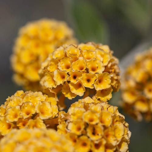 Pianta vera di Buddleja x weyeriana Sungold - Diametro Vaso Ø 18 cm