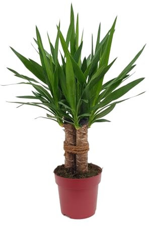 Yucca Tres Cañas (Yucca à feuilles étroites) - 60-70cm - Ø19cm - Plante d'intérieur - Vert persistant