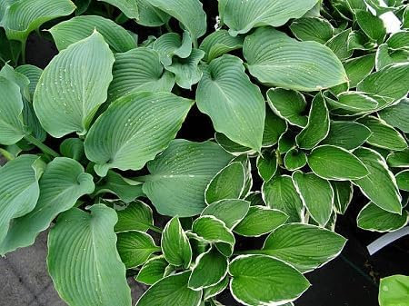 Graines de plantes Hosta 100 pièces vertes