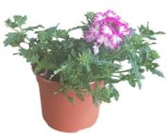 Verbena Tapizante Natural Planta con Flores para Bordes y Macetas Colgantes