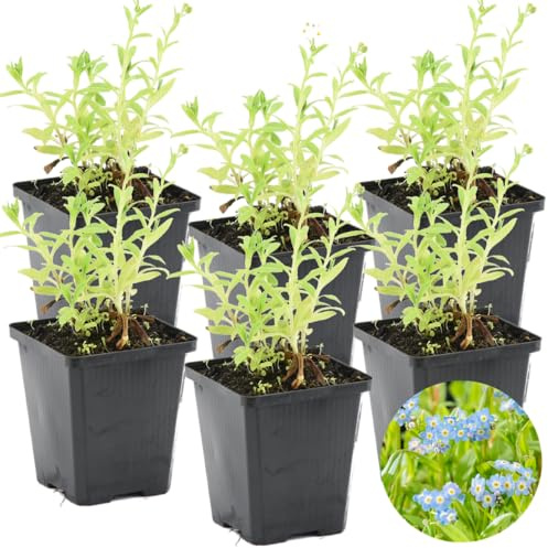 Bloomique - Set de 6 - Myosotis palustris - Nomeolvides de pantano - Plantas de estanque - Acuáticas - Resistente al frío - Altura 10-20 cm - Maceta 9 cm