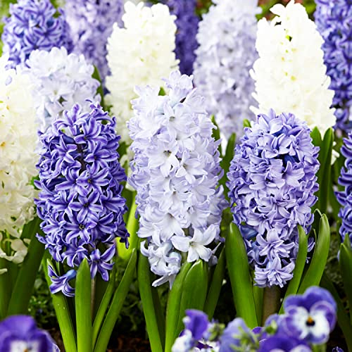 Blue and White Mix (15 pièces), collection de jacinthes parfumées, 3 variétés/couleurs, vivaces, résistantes à l'hiver Mélange de bulbes de Hollande pour jardin, pot(gros bulbes, pas de graines)