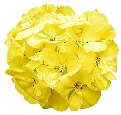 New Geranium Flower Seeds Yellow 20pcs Generic