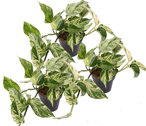 Efeutute, Scindapsus, (Epipremnum aureum) Sorte: Marble Queen, weiß-grünes gezeichnetes Blattwerk, rankend, Ampelpflanze, luftreinigend (3er Set im 12cm Topf)