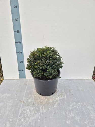 Agrifoglio Giapponese 'Ilex Crenata' - Pianta Vera a forma di Palla, Vaso 24 cm, Ø Chioma 25/30 cm - Vivai Giulian Giovani Piante