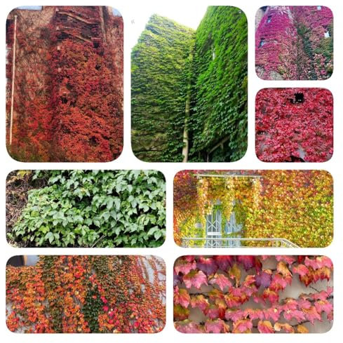 wilder wein pflanze samen - blumenwiese mehrjährig kletterpflanze winterharte blumen pflanzen samen indoor gartenblumen pflanzen exotische pflanzen winterhart sommerblumen samen 350pcs