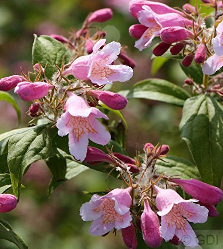 Kolkwitzia amabilis 60-80 cm – Winterhart, Mehrjährig, Pflegeleicht – Kolkwitzie – Zierstrauch für Garten & Vorgarten