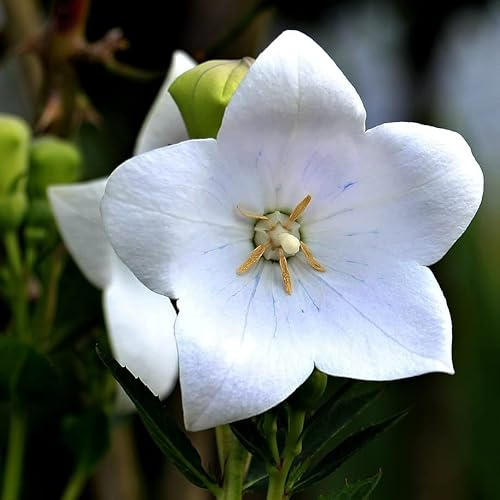 12 unità Campanula Persicifolia 'Alba' - Campanula a Foglia di Pesco Vaso 9x9cm ±1 m² - Fiori Bianchi e Foglie Resistente, Ideali per Giardini e Bordure