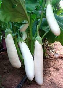 Genipap 100 semillas de berenjena blancas largas