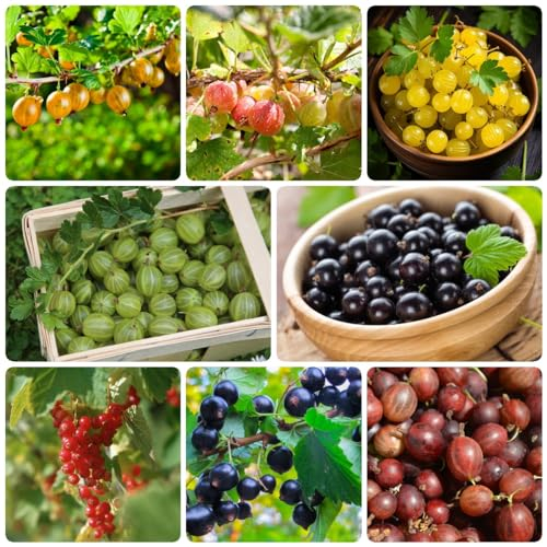 15 pcs stachelbeeren pflanze samen säulenobst obst frisch stachelbeere,Seltene Pflanzen serie, topfpflanzen draußen winterhart winterfeste pflanzen für balkon säulenobstbäume pflanztopf