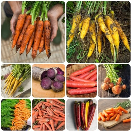 Semi di carota antiche varietà, resistenti Daucus carota, rare giardino di semi da orto 1500pcs