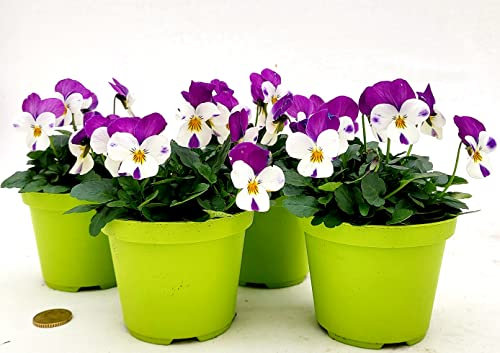 POWERS TO FLOWERS - VIOLE DEL PENSIERO, VIOLA A FIORE PICCOLO ROSA/BIANCO, 4 PIANTE, Vaso 10,5cm diametro, piante vere