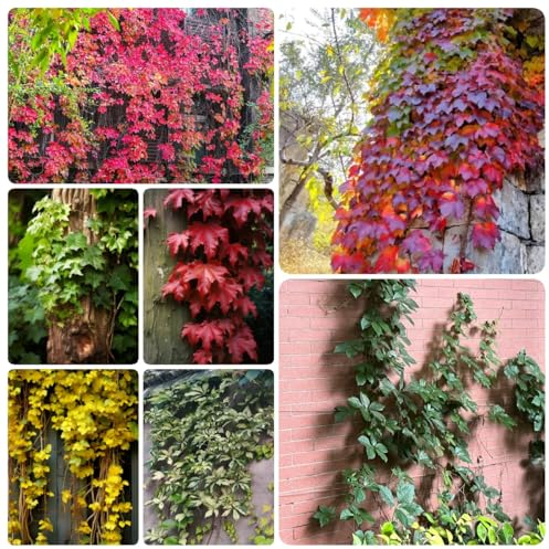500 pcs Wilder Wein Kletterpflanze Samen, kletterpflanzen winterhart, deko pflanzen Kletterpflanzen - Parthenocissus tricuspidata hochbeett pflanzen anzucht zimmerpflanze dachbegrünung