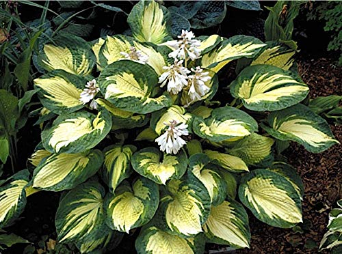 3 x Hosta sieboldiana 'Great Expectations' im 1 Liter Topf (Staude/Winterhart/Bodendecker/Mehrjährig) Funkie, Herzblatt-Lilie - Elegante Blattschönheit in Creme und Grün - von Stauden Gänge